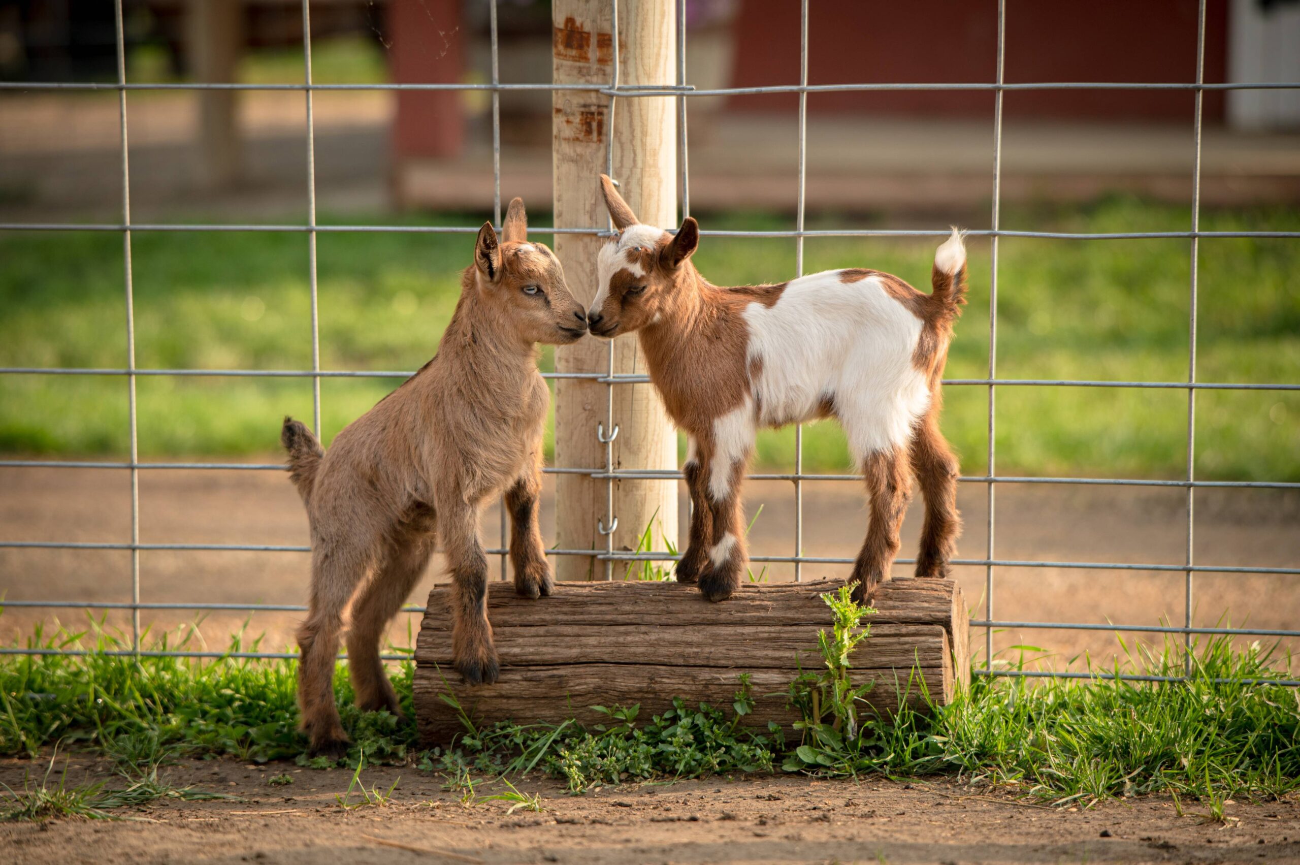 baby llamas