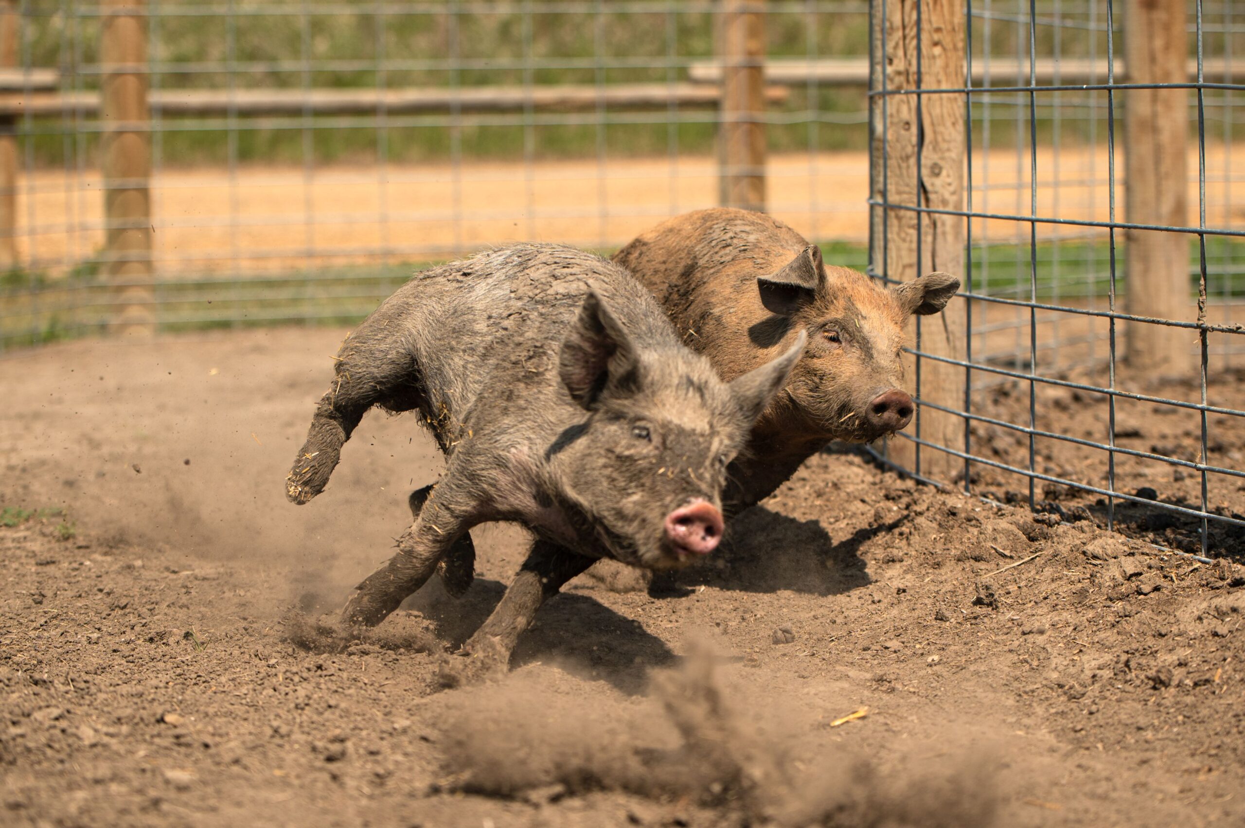 pig-battle